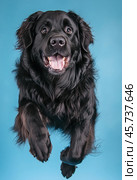 Portrait of a jumping Newfoundland dog on a blue background. Стоковое AI-изображение, AI-художник ArtVladZ / Фотобанк Лори