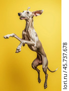 Portrait of a jumping Russian greyhound dog on a yellow background. Стоковое AI-изображение, AI-художник ArtVladZ / Фотобанк Лори
