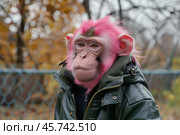 Monkey wearing jacket with pink fur posing in autumn park. Стоковое AI-изображение, AI-художник Иван Рябоконь / Фотобанк Лори