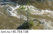 Big rock with young tree in mountain river. Стоковое видео, видеограф Михаил Коханчиков / Фотобанк Лори