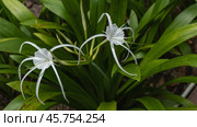 Beautiful white flowers beach spider lily, hymenocallis littoralis. Delicately curved thin petals, long stamens. The background is green leaves. Close-up. Malaysia. Стоковое фото, фотограф Вера Ивановна Кубарева / Фотобанк Лори