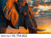 Majestic elephant standing in the warm light of the setting african sun. Стоковое AI-изображение, AI-художник Иван Рябоконь / Фотобанк Лори