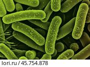 Microscopic view of rod shaped bacteria showing cellular structures. Стоковое AI-изображение, AI-художник Иван Рябоконь / Фотобанк Лори