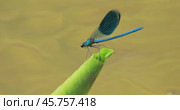 Beautiful demoiselle (Calopteryx virgo) is a European damselfly belonging to the family Calopterygidae. It is often found along fast-flowing waters where it is most at home. Стоковое видео, видеограф Андрей Армягов / Фотобанк Лори
