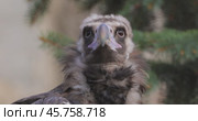 Cinereous vulture (Aegypius monachus) is a large raptorial bird that is distributed through much of temperate Eurasia. It is also known as the black vulture, monk or Eurasian black vulture. Стоковое видео, видеограф Андрей Армягов / Фотобанк Лори