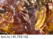 Petrified wood, natural macro photo. Abstract colorful background photo. Стоковое фото, фотограф EugeneSergeev / Фотобанк Лори