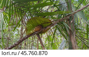 A tiny tarsier crouched on a branch under a large green leaf. The animal hides during the day. The big eyes are open. Graceful fingers, a long tail, and fluffy beige fur are visible. Philippines.Bohol (2024 год). Стоковое фото, фотограф Вера Ивановна Кубарева / Фотобанк Лори