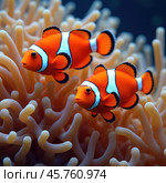 Clown fish or Clown anemonefish, Amphiprion bicolor, in natural habitat. Стоковое AI-изображение, AI-художник Евгений Ткачёв / Фотобанк Лори
