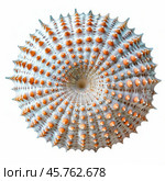 Dried collector sea urchin shell showing intricate pattern on white background. Стоковое AI-изображение, AI-художник Иван Рябоконь / Фотобанк Лори