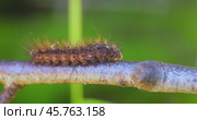 Caterpillar Phragmatobia fuliginosa also ruby tiger. A caterpillar crawls along a tree branch on a green background. Стоковое видео, видеограф Андрей Армягов / Фотобанк Лори