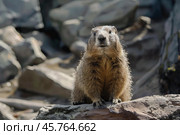 Marmot sitting on a rock in the mountains. Стоковое AI-изображение, AI-художник Иван Рябоконь / Фотобанк Лори