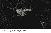 Spider eating prey at night. Стоковое видео, видеограф Михаил Коханчиков / Фотобанк Лори