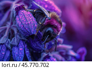 Bumblebee pollinating purple flower covered in dew drops. Стоковое AI-изображение, AI-художник Иван Рябоконь / Фотобанк Лори