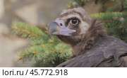 Cinereous vulture (Aegypius monachus) is a large raptorial bird that is distributed through much of temperate Eurasia. It is also known as the black vulture, monk or Eurasian black vulture. Стоковое видео, видеограф Андрей Армягов / Фотобанк Лори