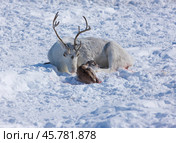 Мама лежит возле олененка. Этнография. Ямал. Стоковое фото, фотограф Катерина Романова / Фотобанк Лори