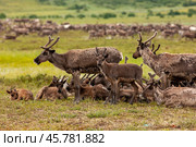 Олененок и олениха на фоне стадо. Этнография. Ямал. Стоковое фото, фотограф Катерина Романова / Фотобанк Лори
