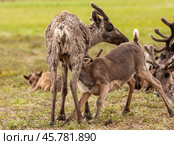 Олененок сосет молоко у оленихи. Этнография. Ямал. Стоковое фото, фотограф Катерина Романова / Фотобанк Лори