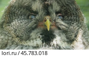 Great gray owl (Strix nebulosa) is a very large owl, documented as the world's largest species of owl by length. It is distributed across the Northern Hemisphere. Стоковое видео, видеограф Андрей Армягов / Фотобанк Лори