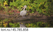 Dalmatian pelican (Pelecanus crispus) is the largest member of the pelican family, and perhaps the world's largest freshwater bird, although rivaled in weight and length by the largest swans. Стоковое видео, видеограф Андрей Армягов / Фотобанк Лори