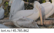 Dalmatian pelican (Pelecanus crispus) is the largest member of the pelican family, and perhaps the world's largest freshwater bird, although rivaled in weight and length by the largest swans. Стоковое видео, видеограф Андрей Армягов / Фотобанк Лори