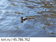 The mallard, a dabbling duck with ducklings float on water. Стоковое фото, фотограф EugeneSergeev / Фотобанк Лори
