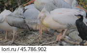 Dalmatian pelican (Pelecanus crispus) is the largest member of the pelican family, and perhaps the world's largest freshwater bird, although rivaled in weight and length by the largest swans. Стоковое видео, видеограф Андрей Армягов / Фотобанк Лори
