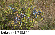 The image features a bush adorned with blue blackthorn fruits. Стоковое фото, фотограф Фотограф / Фотобанк Лори