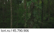 Tropical forest interior. Background of a rainforest. Drone view of Bali. Стоковое видео, видеограф Степанов Григорий / Фотобанк Лори