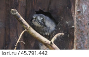 Pallas's cat (Otocolobus manul), also called manul, is a small wild cat with a broad, but fragmented distribution in the grasslands and montane steppes of Central Asia. Стоковое видео, видеограф Андрей Армягов / Фотобанк Лори