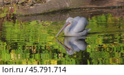 Dalmatian pelican (Pelecanus crispus) is the largest member of the pelican family, and perhaps the world's largest freshwater bird, although rivaled in weight and length by the largest swans. Стоковое видео, видеограф Андрей Армягов / Фотобанк Лори