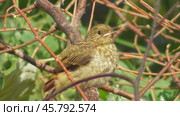 Птенец обыкновенной или садовой горихвостки Phoenicurus phoenicurus. Стоковое видео, видеограф Александр Мамонтов / Фотобанк Лори