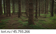 View of the Forest in Norway. Beautiful nature of Norway. The camera moves from the first person through the thicket of a pine forest. Стоковое видео, видеограф Андрей Армягов / Фотобанк Лори