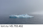 Gentoo Penguins on iceberg in Antarctica. Стоковое видео, видеограф Vladimir / Фотобанк Лори