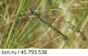 Стрекоза Лютка дриада Lestes dryas. Стоковое видео, видеограф Александр Мамонтов / Фотобанк Лори