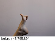 Минимализм нога. Стоковое фото, фотограф KSENIYA MICHBA / Фотобанк Лори