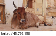 Cow on street in India Constitution of India mandates the protection of cows in Rajasthan, India (2019 год). Стоковое видео, видеограф Андрей Армягов / Фотобанк Лори