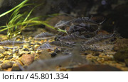 Pictus Catfish, (Pimelodus pictus) Стоковое видео, видеограф Андрей Армягов / Фотобанк Лори