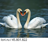 Two beautiful swans swim together in tranquil water, reflecting their graceful forms as morning light. Swans Cygnus are a genus of birds from order Anseriformes of the duck family. Generative AI. Стоковое AI-изображение, AI-художник Юлия Петровская / Фотобанк Лори