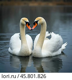 Two beautiful swans swim together in tranquil water, reflecting their graceful forms as morning light. Swans Cygnus are a genus of birds from order Anseriformes of the duck family. Generative AI. Стоковое AI-изображение, AI-художник Юлия Петровская / Фотобанк Лори