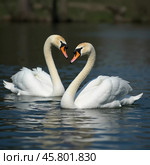 Two beautiful swans swim together in tranquil water, reflecting their graceful forms as morning light. Swans Cygnus are a genus of birds from order Anseriformes of the duck family. Generative AI. Стоковое AI-изображение, AI-художник Юлия Петровская / Фотобанк Лори