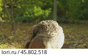 Close-up of a female peacock with characteristic dull plumage and a small tuft on her head, standing in a sunlit forest glade. She is cleaning her feathers with her beak. Стоковое видео, видеограф Воловодов Владимир / Фотобанк Лори