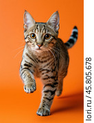 Portrait of a jumping Serengeti cat on a orange background. Стоковое AI-изображение, AI-художник ArtVladZ / Фотобанк Лори