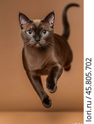 Portrait of a jumping Burmese cat on a brown background. Стоковое AI-изображение, AI-художник ArtVladZ / Фотобанк Лори