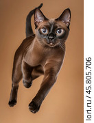 Portrait of a jumping Burmese cat on a brown background. Стоковое AI-изображение, AI-художник ArtVladZ / Фотобанк Лори