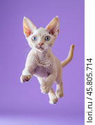 Portrait of a jumping Devon Rex cat on a purple background. Стоковое AI-изображение, AI-художник ArtVladZ / Фотобанк Лори