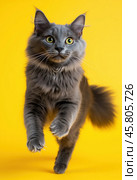 Portrait of a jumping Nibelung cat on a yellow background. Стоковое AI-изображение, AI-художник ArtVladZ / Фотобанк Лори