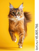 Portrait of a jumping Somali cat on a yellow background. Стоковое AI-изображение, AI-художник ArtVladZ / Фотобанк Лори