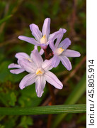Chionodoxa Pink Giant. Хионодокса розовая. Стоковое фото, фотограф Photolart / Фотобанк Лори