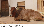 Cow on street in India Constitution of India mandates the protection of cows in Rajasthan, India (2019 год). Стоковое видео, видеограф Андрей Армягов / Фотобанк Лори