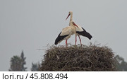 White storks in the nest. Стоковое видео, видеограф Михаил Коханчиков / Фотобанк Лори